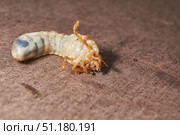Close-up of the larva of the May beetle (lat. Melolontha). A white, thick larva of a May beetle was found in the ground during work on a garden plot. Detailed image of an insect in the larval stage. Стоковое фото, фотограф Андрей Жигальцов / Фотобанк Лори