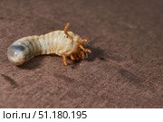 Close-up of the larva of the May beetle (lat. Melolontha). A white, thick larva of a May beetle was found in the ground during work on a garden plot. Detailed image of an insect in the larval stage. Стоковое фото, фотограф Андрей Жигальцов / Фотобанк Лори