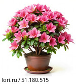 Pink Azalea Plant in Brown Pot on White Background. Generative AI. Стоковое AI-изображение, AI-художник Roman Zavorotny / Фотобанк Лори