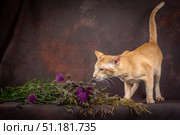 Studio shooting. An oriental cat smells flowers and grass. Стоковое фото, фотограф Дина Дамоцева / Фотобанк Лори