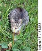 A gray tabby cat with a white chest, sitting in thick green grass. The animal looks straight at the camera, eyes wide open, which gives the picture expressiveness and a sense of direct contact. The cat seems to be hiding, lying in the grass, creating an association with a hunting pose. The background is filled with greenery: stalks of cereals, plantain and other wild plants are visible. The picture conveys the atmosphere of summer, tranquility and natural harmony of the animal with nature. Стоковое фото, фотограф Анна Кривицкая / Фотобанк Лори