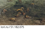 Lot of frogs during mating in water. Стоковое видео, видеограф Михаил Коханчиков / Фотобанк Лори