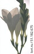 Close-up view of a white freesia flower showcasing its trumpet-shaped bloom against a clean background in soft natural light. Стоковое AI-изображение, AI-художник 123 12 / Фотобанк Лори