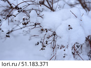 Thin branches of a bush covered with fresh fluffy snow. The reddish-brown stems and dry inflorescences contrast with the pure whiteness of the snow, creating an atmosphere of winter silence and tranquility. The snow lies in dense lumps on thin branches, emphasizing the fragility of nature and the beauty of winter details up close. The blurred background with soft white shades enhances the effect of minimalism and focuses attention on the foreground. Стоковое фото, фотограф Анна Кривицкая / Фотобанк Лори