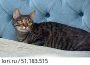 A domestic cat with a beautiful tiger coloring, lying on a light blanket at the soft back of a blue sofa. The cat has expressive yellow eyes and looks warily to the side, creating an atmosphere of attentiveness and light anticipation. The background in the form of upholstery with decorative buttons gives the image coziness and style, emphasizing the calm home interior. The picture is ideal for use in themes related to pets, coziness, interior, caring for pets and harmony in the home. Стоковое фото, фотограф Анна Кривицкая / Фотобанк Лори