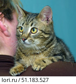 A young tabby cat with large expressive yellow eyes. The animal sits on a person's shoulder and looks forward attentively. Its fur is short, with a characteristic tiger pattern, and its whiskers are long and white. The cat's paws are confidently placed on the shoulder, which creates an impression of trust and calm in the relationship between the pet and the person. The background is plain blue, which emphasizes the contrast with the color of the cat's fur and emphasizes its muzzle and expressive look. The atmosphere of the photo conveys warmth, care and closeness between the animal and its owner. Стоковое фото, фотограф Анна Кривицкая / Фотобанк Лори