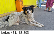 A medium-sized yard dog with long, thick fur, white with black and red spots. The animal is lying on the asphalt near a yellow wooden wall and an orange trash can. The dog looks well-groomed and friendly, its face is decorated with a black mask with symmetrical red marks above the eyes and on the muzzle. In the background, the legs of people standing nearby and parked cars are visible. The atmosphere of the photo reflects street life, tranquility and human contact with animals in an urban environment. Стоковое фото, фотограф Анна Кривицкая / Фотобанк Лори