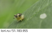 Личинка щитоноски зеленой (Cassida viridis) Стоковое видео, видеограф Mixail59 / Фотобанк Лори