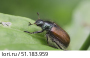 Жук хрущик садовый  (Phyllopertha horticola) на зеленом листе растения. Стоковое видео, видеограф Mixail59 / Фотобанк Лори