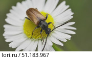Жук лептура красная (Stictoleptura Rubra) питается пыльцой на цветке ромашки. Стоковое видео, видеограф Mixail59 / Фотобанк Лори