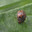 Коровка люцерновая двадцати четырёх точечная (Subcoccinella vigintiquatuorpunctata) поедает мякоть листа растения. Стоковое видео, видеограф Mixail59 / Фотобанк Лори