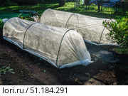 Low tunnels crafted from garden fabric provide essential protection for plants in a vegetable garden during winter months, promoting healthy growth and ensuring a bountiful harvest. Стоковое фото, фотограф Ольга Ильина / Фотобанк Лори