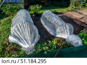 Low tunnels crafted from garden fabric provide essential protection for plants in a vegetable garden during winter months, promoting healthy growth and ensuring a bountiful harvest. Стоковое фото, фотограф Ольга Ильина / Фотобанк Лори