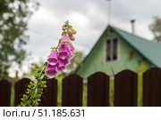 Крупный план розовых цветов наперстянки на фоне загородного дома. Стоковое фото, фотограф Кирилл Сиротюк / Фотобанк Лори