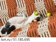 Собака чихуахуа играет с зелеными яблоками. Стоковое фото, фотограф Кирилл Сиротюк / Фотобанк Лори