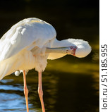 African spoonbill preening pristine white feathers, standing pond side with curved beak and vibrant pink legs. Стоковое фото, фотограф Данил Руденко / Фотобанк Лори