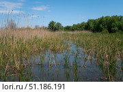 The Volga River Delta in the Damchik section of the Astrakhan Biosphere Reserve, Central cordon, on a sunny summer day, Damchik village, Kamizyaksky district, Astrakhan region, Russia. Стоковое фото, фотограф Ula Ulachka / Фотобанк Лори