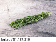 Fresh green estragon aroma stem. Стоковое фото, фотограф Андрей Старостин / Фотобанк Лори