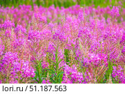 Beautiful pink purple blossoms of Chamaenerion angustifolium flowers or fireweed fire weed or willowherb willow herb. Стоковое фото, фотограф Denis Vostrikov / Фотобанк Лори