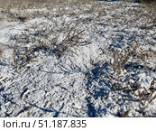 Солерос солончаковый (Salicornia perennans), отмершие однолетние растения, солончак, берег озера Чокрак. Республика Крым, Ленинский район, окрестности села Курортное. Редакционное фото, фотограф Щеголева Ольга / Фотобанк Лори