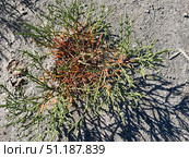 Солерос солончаковый (Salicornia perennans), озеро Чокрак. Республика Крым, Ленинский район, окрестности села Курортное. Редакционное фото, фотограф Щеголева Ольга / Фотобанк Лори