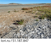 Солерос солончаковый (Salicornia perennans), вегетирующие и прошлогодние высохшие растения на обнажившемся дне озера Чокрак. Республика Крым, Ленинский район, окрестности села Курортное. Редакционное фото, фотограф Щеголева Ольга / Фотобанк Лори