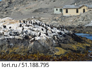 Cape cormorants on the rocks. Стоковое фото, фотограф Знаменский Олег / Фотобанк Лори