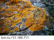Камень покрытый лишайником - Ксантория элегантная (Xanthoria elegans). Онгудайский район горного Алтая. Стоковое фото, фотограф Евгений Мухортов / Фотобанк Лори