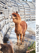 The artiodactyl animal is a llama. Rare animals. Fauna of our planet. Стоковое фото, фотограф Наталия Кирсанова / Фотобанк Лори