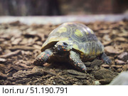 A turtle in an aviary behind glass. Rare animals. Fauna of our planet. Стоковое фото, фотограф Наталия Кирсанова / Фотобанк Лори