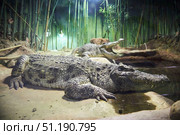 A crocodile in an aviary behind glass. Rare animals. Fauna of our planet. Стоковое фото, фотограф Наталия Кирсанова / Фотобанк Лори