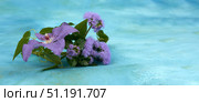 Monochrome minimalist floral composition of purple clematis and ageratum inflorescences on a blue background with free space for text. Стоковое фото, фотограф Роман Дзюбало / Фотобанк Лори