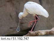 African spoonbill resting on branch, white feathers gleaming, beak angled downward in sharp profile against blurred background. Стоковое фото, фотограф Данил Руденко / Фотобанк Лори