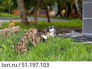 Бездомные кошки. Стоковое фото, фотограф Андрей Иванов / Фотобанк Лори