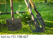 Two shovels and a cultivator stand on a lush green lawn near a metal fence, bathed in the warm glow of natural light, ready for the next gardening task. Стоковое фото, фотограф Ольга Ильина / Фотобанк Лори