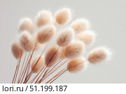 Dry grass close up. Selective focus. Beautiful withered plants on white. Creamy colour dried grass on white. Abstract brown flowers, herbs. Pastel natural colors. Neutral Earth tones. Pampas, seeds. Стоковое AI-изображение, AI-художник Марина Демидюк / Фотобанк Лори