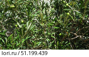 The olive, botanical name Olea europaea, meaning European olive, is a species of small tree or shrub in the family Oleaceae, found traditionally in the Mediterranean Basin, Africa and western Asia. Стоковое видео, видеограф Юлия Петровская / Фотобанк Лори