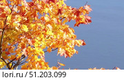 bright autumn maple leaves in a light breeze. Стоковое видео, видеограф Алексей Сергеев / Фотобанк Лори