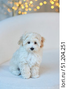 A puppy of a Maltipu breed dog. A hybrid of a poodle and a Maltese lapdog. Стоковое фото, фотограф Наталия Кирсанова / Фотобанк Лори