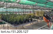 Potted plants arranged in vibrant colors at a garden center, showcasing various species and textures in a lively outdoor setting Flowers growing in plant Cactus, palm trees tropical bathed in warm sun Overlapping green tropical leaves, palm fronds, and monstera deliciosa forming seamless verdant pattern representing lush jungle landscape Sanseveria Laurentii ficus lirata bambino tropical plant in a concrete pot on a gray background. Scandinavian style. Front view and copy space. Стоковое видео, видеограф Zita Khasanova / Фотобанк Лори