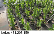 Potted plants arranged in vibrant colors at a garden center, showcasing various species and textures in a lively outdoor setting Flowers growing in plant Cactus, palm trees tropical bathed in warm sun Overlapping green tropical leaves, palm fronds, and monstera deliciosa forming seamless verdant pattern representing lush jungle landscape Sanseveria Laurentii ficus lirata bambino tropical plant in a concrete pot on a gray background. Scandinavian style. Front view and copy space. Стоковое видео, видеограф Zita Khasanova / Фотобанк Лори