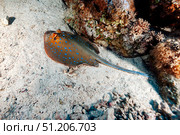 Bluespotted Ribbontail Ray Rests on the Seabed of the Red Sea. Стоковое фото, фотограф Aleksandr Golubev / Фотобанк Лори