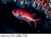 Crimson Soldierfish Glides Near Reef in the Red Sea Depths. Стоковое фото, фотограф Aleksandr Golubev / Фотобанк Лори