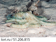 Oceanic Octopus Resting Peacefully on the Sandy Seabed of the Red Sea. Стоковое фото, фотограф Aleksandr Golubev / Фотобанк Лори