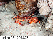 Crimson Guardian Resting on the Sands of the Red Sea. Стоковое фото, фотограф Aleksandr Golubev / Фотобанк Лори