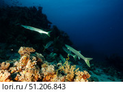 Barracudas Patrolling the Reef in the Depths of the Red Sea. Стоковое фото, фотограф Aleksandr Golubev / Фотобанк Лори