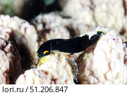 Midnight Wanderer Creeping Along Coral Reef, Vibrant Underwater World of Red Sea. Стоковое фото, фотограф Aleksandr Golubev / Фотобанк Лори