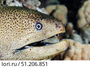 Moray Eel's Menacing Stare in the Depths of the Red Sea Waters. Стоковое фото, фотограф Aleksandr Golubev / Фотобанк Лори