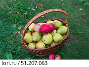 Корзина с красивыми красными яблоками и грушами на зелёной траве среди опавших листьев, в осеннем саду. Стоковое фото, фотограф Андрей Цыганков / Фотобанк Лори