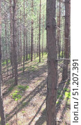 Vertical video of Walk through a mossy pine forest in summer season. Стоковое видео, видеограф Сергей Пристяжнюк (Serg Zastavkin) / Фотобанк Лори